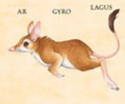 W. W. Norton - Make Your Own Wacky Animals Interactive Books