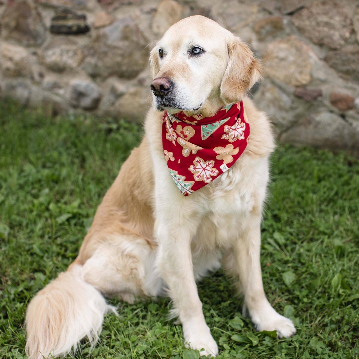 Burt's Bees Baby - Gingerbread Bake Matching Family Pajamas