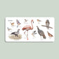 Paige Tate & Co. - Our Big Book of Animals (Board Book)
