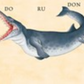 W. W. Norton - Make Your Own Wacky Animals Interactive Books