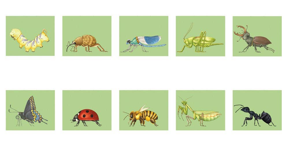 W. W. Norton - Make Your Own Wacky Animals Interactive Books