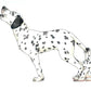 W. W. Norton - Make Your Own Wacky Animals Interactive Books
