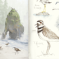 Mark Ludy Art Books & Games - Birdie's Field Guide Picture Book / Signed by Mark Ludy
