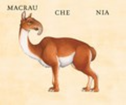 W. W. Norton - Make Your Own Wacky Animals Interactive Books